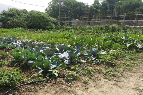 Huerto ecológico Los Jerezanos